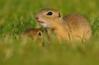 Sysel obecny - Spermophilus citellus - European ground squirrel 5283